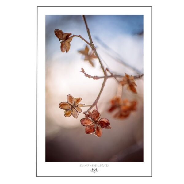 Plakat "Mindfulness in Blue" Joanny Musiał-Janickiej - artystyczna, organiczna fotografia suszonych kwiatów, inspirowana naturą botaniczna dekoracja ścienna do wnętrz