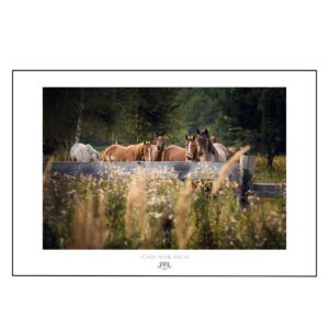 Plakat Obfitość koni-Joanna Musiał-Janicka musialjanicka.art Dzikie konie Fine Art Fotografia w stonowanej zieleni autorstwa Joanny Musiał-Janickiej