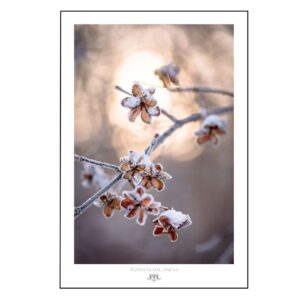 Plakat Mindfulness in Winter - suche kwiaty pokryte śniegiem, uspokajające beże i brązy, fotografia inspirowana naturą autorstwa Joanny Musiał-Janickiej