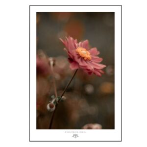 Minimalistyczny botaniczny plakat w delikatnym różu i stonowanych odcieniach, część kolekcji "TheLight" autorstwa Joanny Musiał-Janickiej - pionowa uspokajająca dekoracja ścienna.