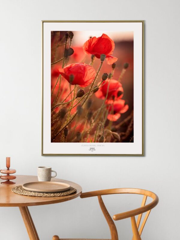 Plakat TheLightFul Maki-Fine Art Fotografia - Joanna Musiał-Janicka, musialjanicka.art (22) Czerwone maki w pełnym świetle - uchwycone w spokojnym, uduchowionym momencie. Dla tych, którzy postrzegają sztukę jako sposób na ponowne połączenie się z pięknem.