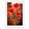 Plakat TheLightFul Maki-Joanna Musiał-Janicka musialjanicka.art Ożyw swoją przestrzeń kolorem i głębią. "TheLightFul Poppies" łączy powolną fotografię artystyczną z żywym pięknem natury. #slowlivingart #artofthepause #botanicalart