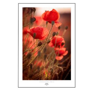 Ożyw swoją przestrzeń kolorem i głębią. "TheLightFul Poppies" łączy powolną fotografię artystyczną z żywym pięknem natury. #slowlivingart #artofthepause #botanicalart