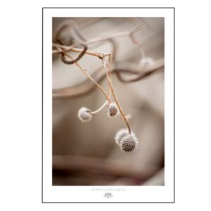 Druk artystyczny w stylu slow living z organicznymi formami i delikatną kompozycją, inspirowany spokojem natury.