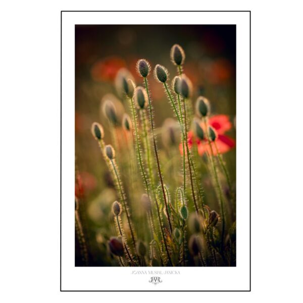 Cluster of unopened poppy buds in soft morning light, creating a calm and simple composition.