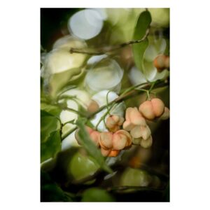 Fotografia przyrodnicza w zieleni, beżu i różu