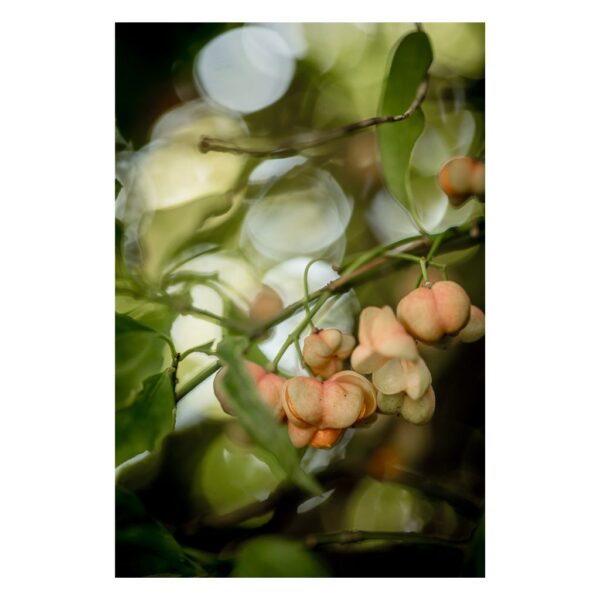 Mindfulness in Fruits - Mindfulness Dollection - Joanna Musiał-Janicka musialjanicka.art Nature Photography in green, beige and pink