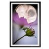 Inspirowana naturą grafika Fine Art na ramie Canvas - Fuchsia Light Accent Artwork