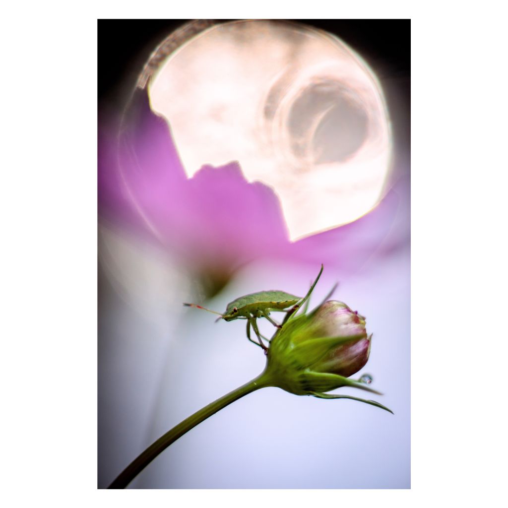 Green beetle standing on a vivid fuchsia flower bud, with a soft circular burst of light glowing in the background.