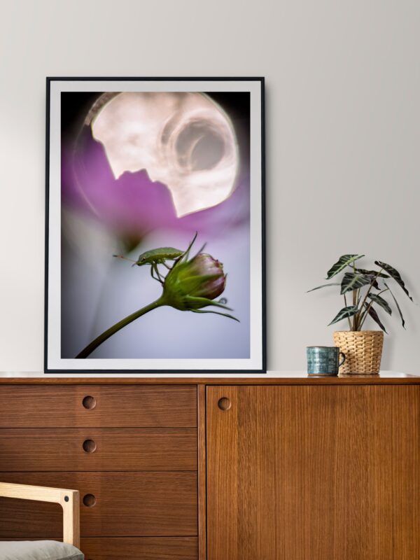 Fotografia makro przedstawiająca zielonego, opalizującego chrząszcza balansującego na gładkim pąku kwiatu. Otoczenie przechodzi w żywe odcienie fuksji z delikatnym okrągłym rozbłyskiem światła w oddali. Chrząszcz wydaje się nieruchomy, nadając obrazowi spokojną, medytacyjną atmosferę, która zachęca widza do zatrzymania się i oddechu.