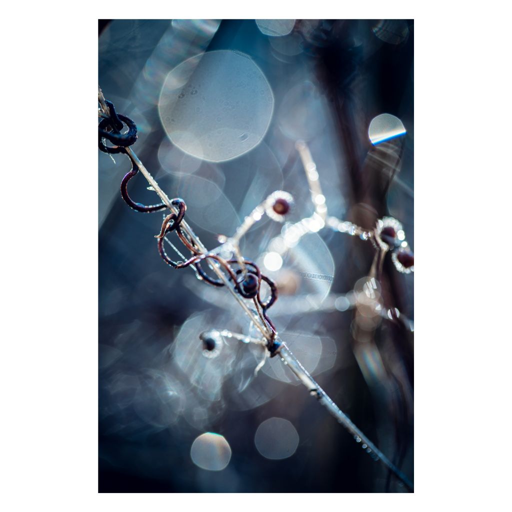 Soft, bright photograph of delicate twisted branches surrounded by gentle bursts of light in a pale, airy background.