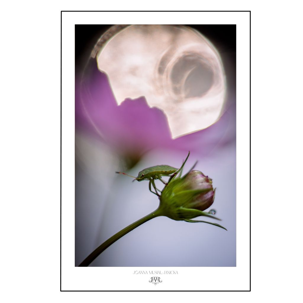 Minimalist poster “Abundance of a Moment” — delicate, abstract forms evoking calm and mindfulness, perfect for a modern, elegant interior.