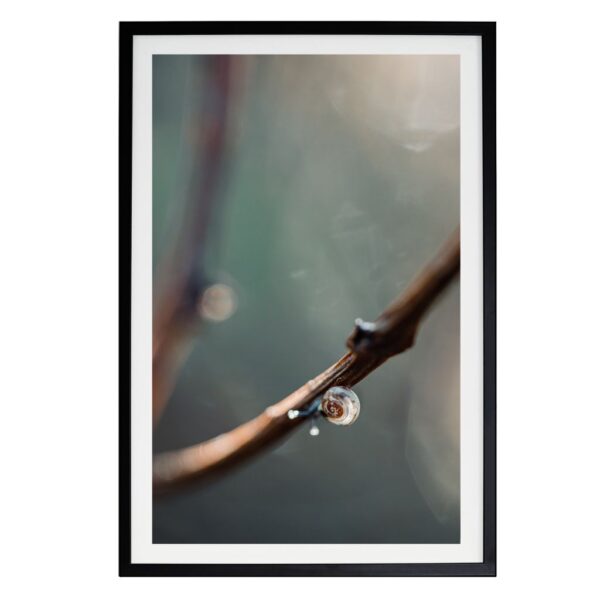 Minimalistyczne płótno z cienką ramą przedstawiające ślimaka poruszającego się w dół w spokojnej, uważnej kompozycji.