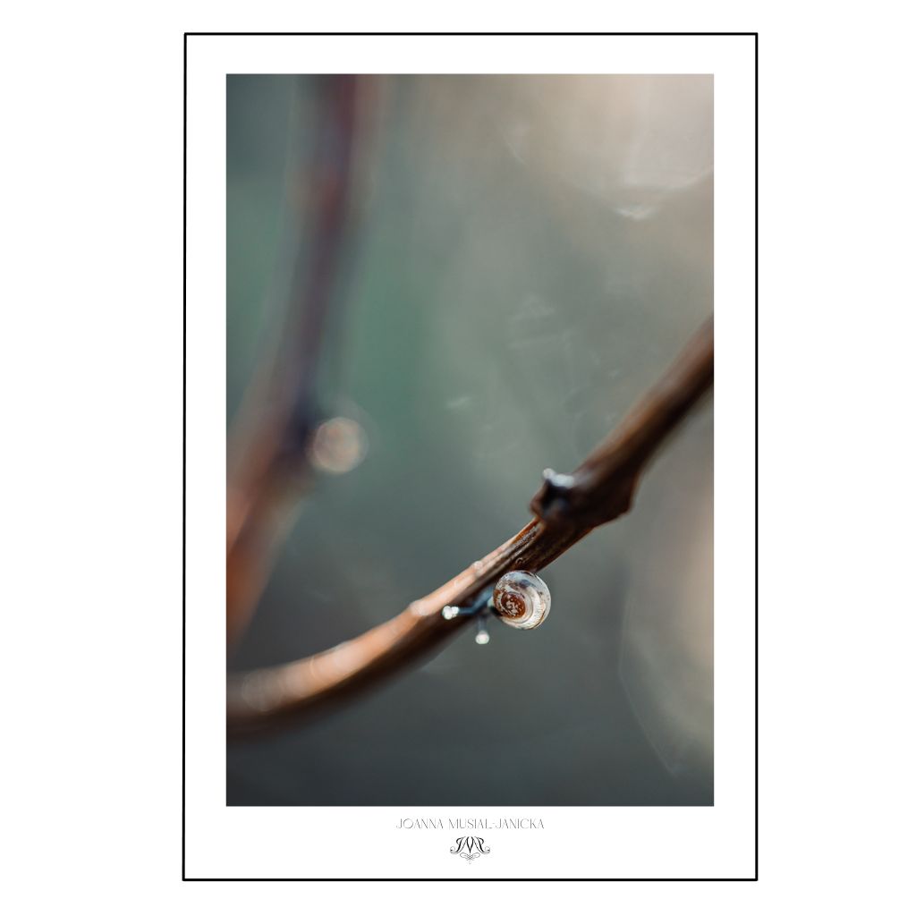Minimalist photographic poster of a snail on a single delicate branch, in muted greens, soft mint, and warm browns, symbolizing calm and freedom to follow one’s own path.