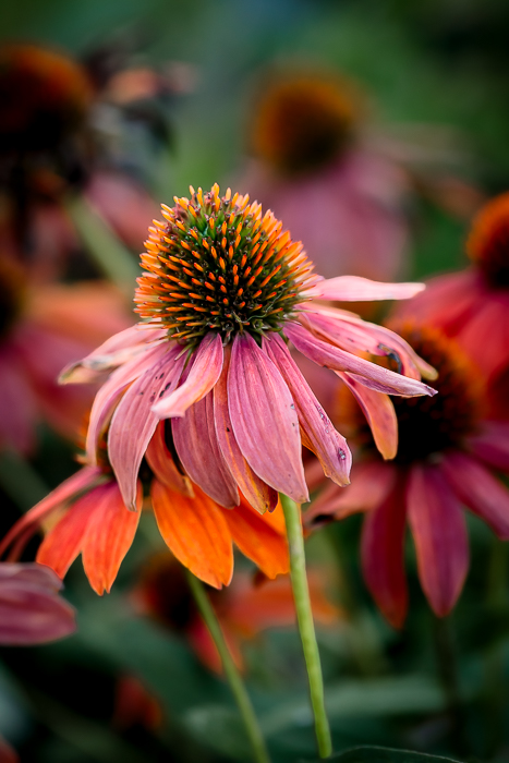 Fine art photography exploring the poetry of natural light