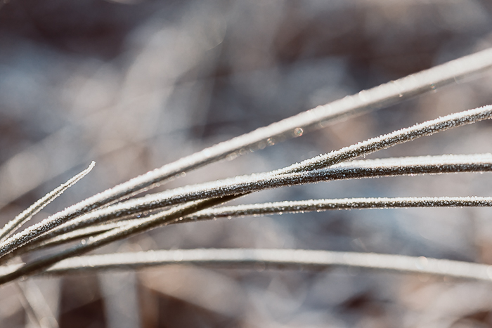 Abstract botanical photography exploring the beauty of natural forms