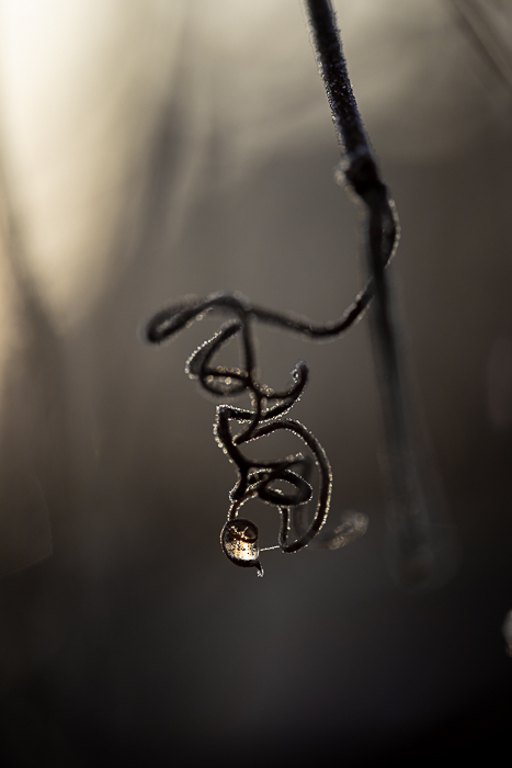 Minimalist nature photography with subtle light and organic forms