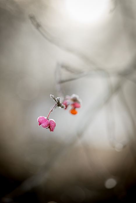 Nature photography as a form of visual meditation