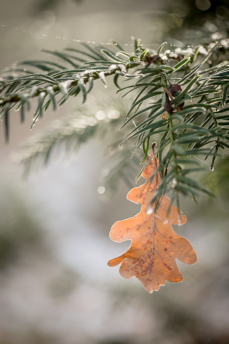Minimalist fine art photography inspired by the changing seasons