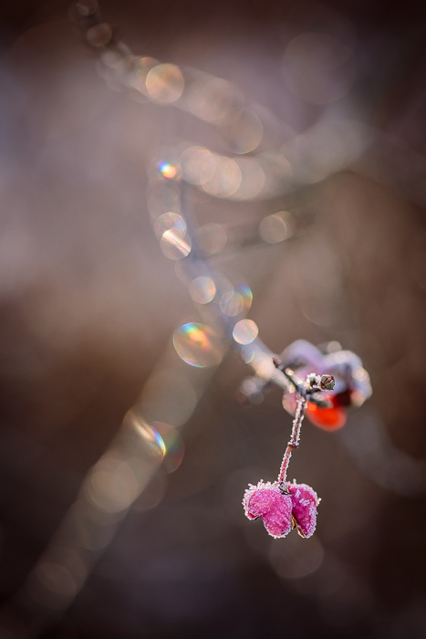 Abstract nature photography with delicate natural forms