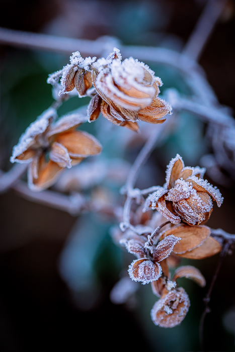 Botanical photography showing the delicate structure of nature