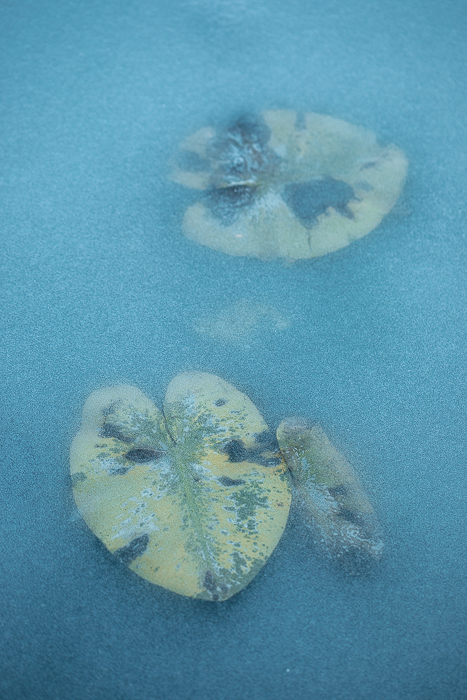 Abstract nature photography revealing beauty in everyday details