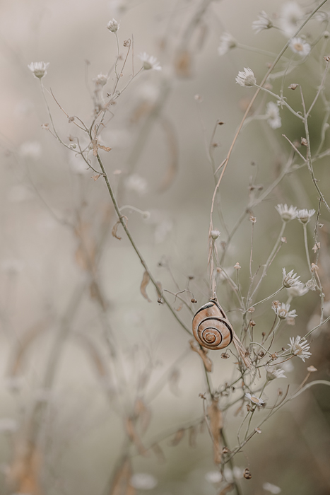 Nature-inspired fine art wall art with subtle organic forms