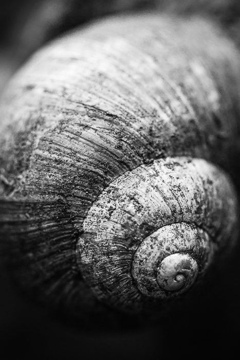 Nature-inspired wall art featuring delicate details of snail