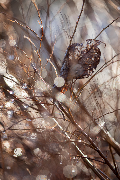 Fine art photography exploring the relationship between light and nature