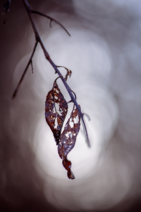 Abstract botanical photography for nature-inspired wall decor