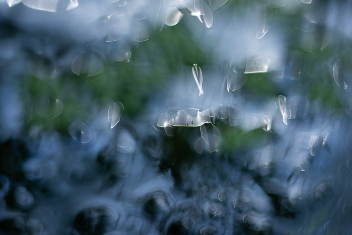 Botanical fine art photography with an abstract composition