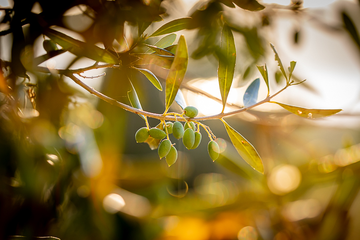 Botanical photography inspired by light, texture and natural rhythm