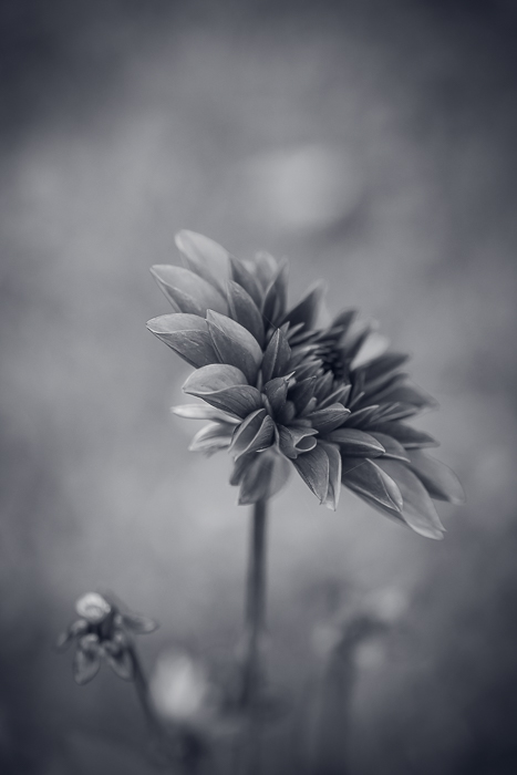 Nature photography focused on light, texture and detail
