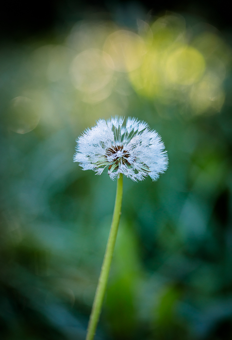 Botanical photography inspired by the beauty of the natural world