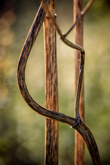 Botanical fine art photography with an abstract composition