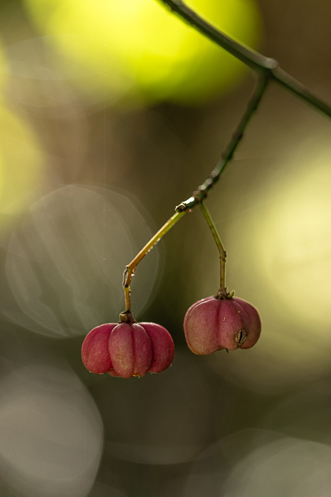 Light photography capturing a subtle moment in nature