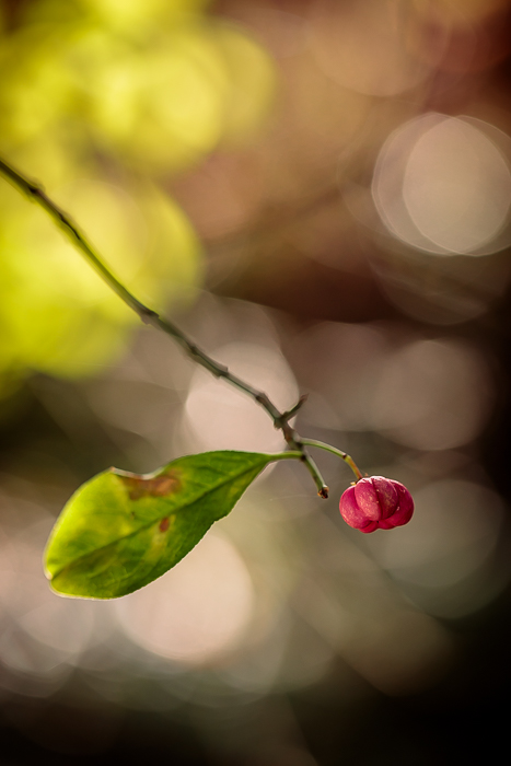 Mindful art photography inviting a closer look at nature