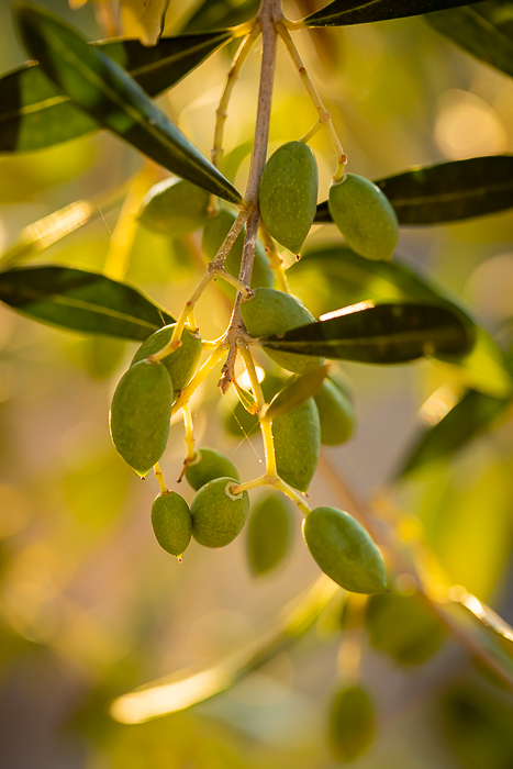 Botanical photography inspired by light, texture and natural rhythm