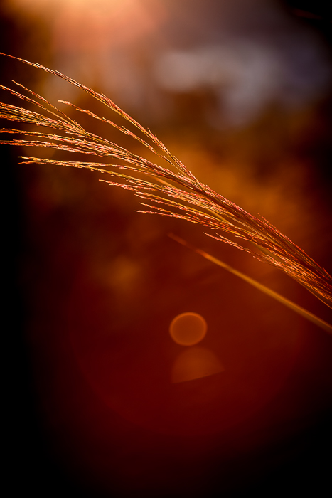 Nature photography as a reflection on beauty and presence