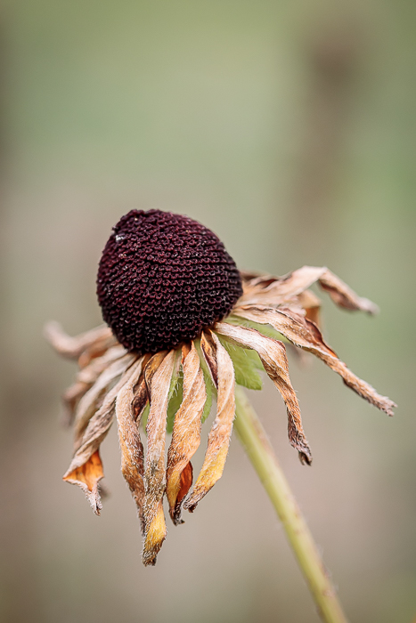 Nature-inspired fine art photography celebrating the art of noticing