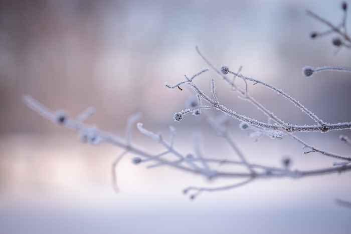 Mindful nature photography created through attentive observation