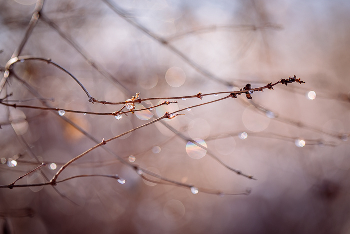 Abstract nature photography created through close observation