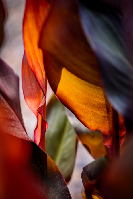 Abstract nature photography exploring light, shadow and texture