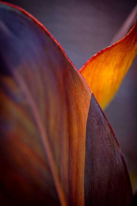 Abstract nature photography exploring light, shadow and texture