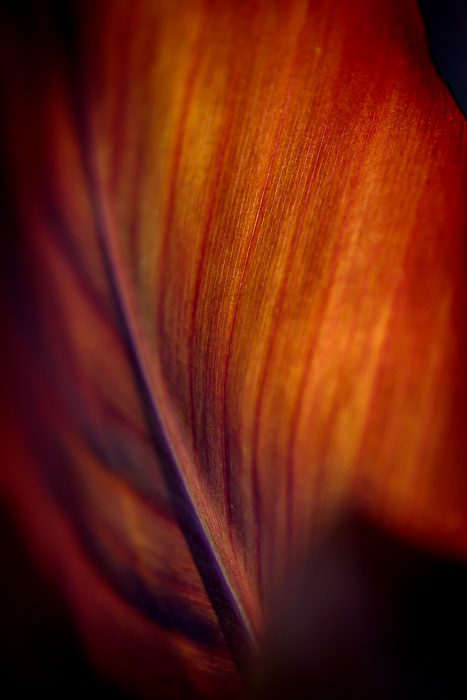 Abstract nature photography exploring light, shadow and texture