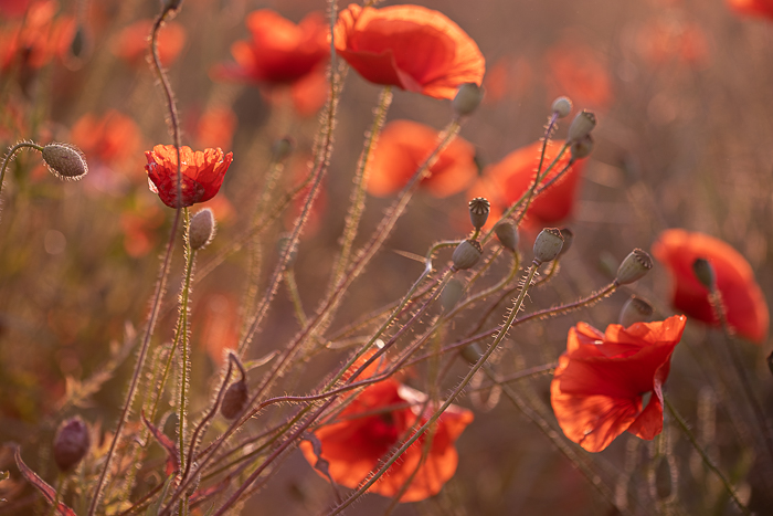 Botanical fine art image inspired by the changing seasons