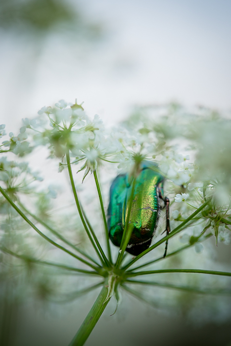 Contemporary fine art photography inspired by the natural world