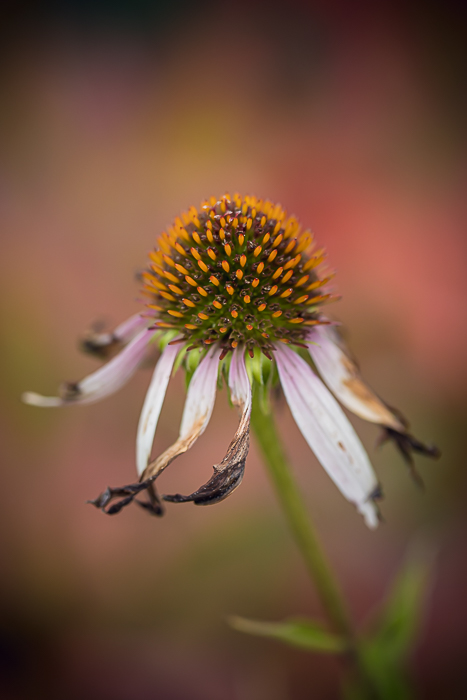Fine art photography exploring the poetry of natural light