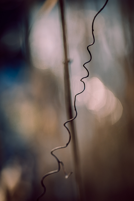 Abstract botanical photography created through slow and attentive looking