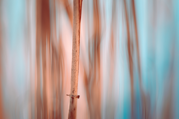 Abstract nature photography with a delicate fine art aesthetic